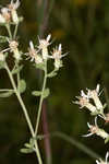 Toothed whitetop aster 